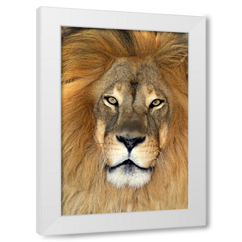 CA, Los Angeles Co, African lion White Modern Wood Framed Art Print by Welling, Dave