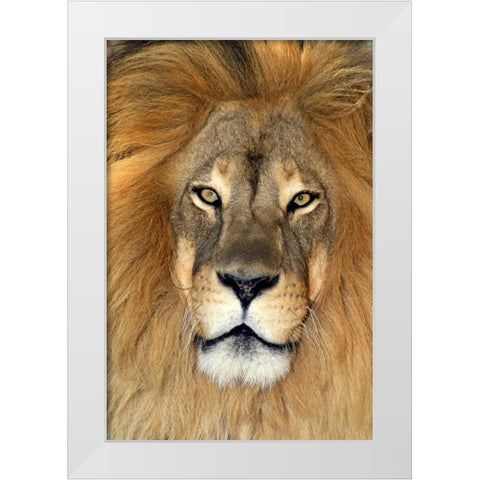CA, Los Angeles Co, African lion White Modern Wood Framed Art Print by Welling, Dave