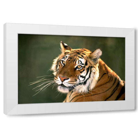 CA, Los Angeles Co, Portrait of Bengal tiger White Modern Wood Framed Art Print by Welling, Dave