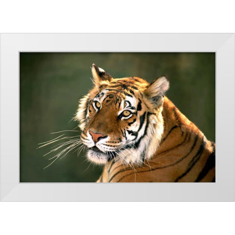 CA, Los Angeles Co, Portrait of Bengal tiger White Modern Wood Framed Art Print by Welling, Dave