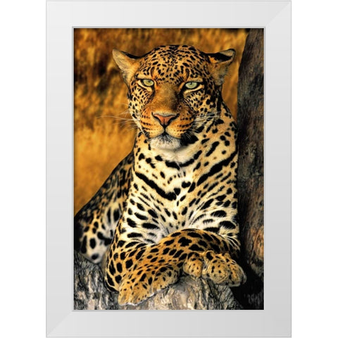 CA, Los Angeles Co, African leopard White Modern Wood Framed Art Print by Welling, Dave