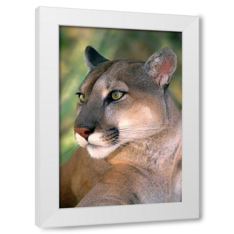 CA, Los Angeles Co, Portrait of mountain lion White Modern Wood Framed Art Print by Welling, Dave