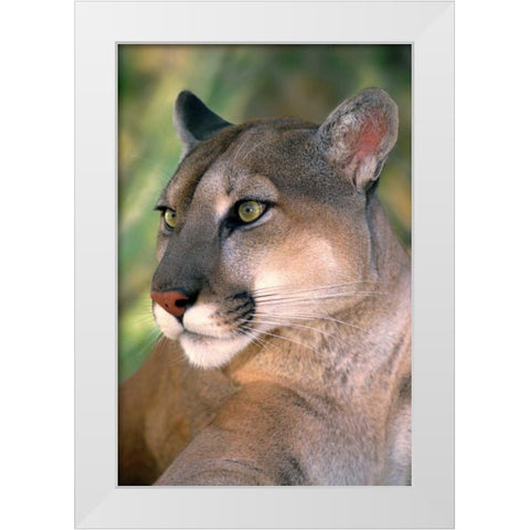 CA, Los Angeles Co, Portrait of mountain lion White Modern Wood Framed Art Print by Welling, Dave
