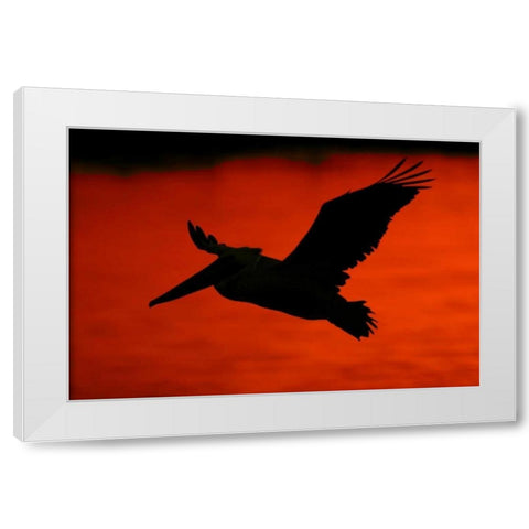 CA, Bolsa Chica Lagoon Brown pelican flying White Modern Wood Framed Art Print by Morris, Arthur