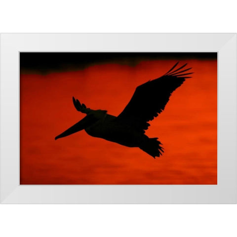 CA, Bolsa Chica Lagoon Brown pelican flying White Modern Wood Framed Art Print by Morris, Arthur
