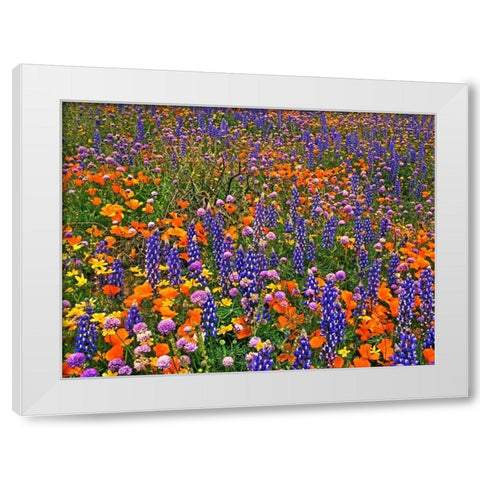 CA, Gorman Field of colorful flowers White Modern Wood Framed Art Print by Welling, Dave