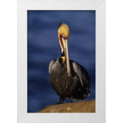 CA, La Jolla Beach California brown pelican White Modern Wood Framed Art Print by Williams, Joanne