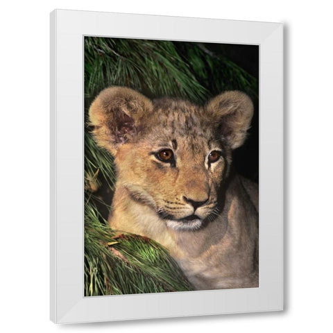 CA, Los Angeles Co, African lion cub White Modern Wood Framed Art Print by Welling, Dave