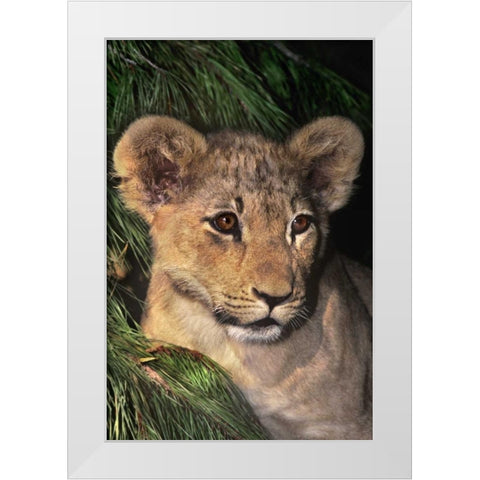 CA, Los Angeles Co, African lion cub White Modern Wood Framed Art Print by Welling, Dave