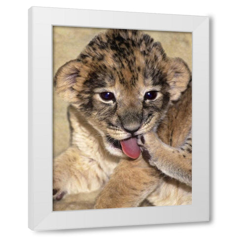 CA, Los Angeles Co, African lion cub playing White Modern Wood Framed Art Print by Welling, Dave