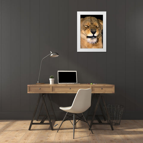 CA, Los Angeles Co, African lioness grimacing White Modern Wood Framed Art Print by Welling, Dave