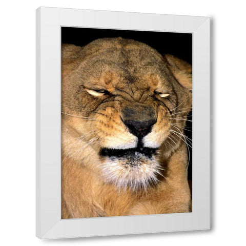 CA, Los Angeles Co, African lioness grimacing White Modern Wood Framed Art Print by Welling, Dave