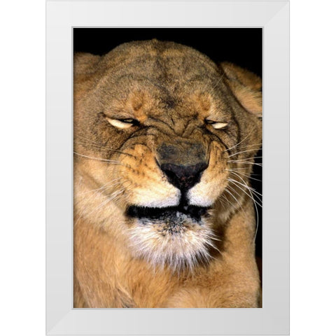 CA, Los Angeles Co, African lioness grimacing White Modern Wood Framed Art Print by Welling, Dave