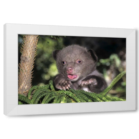 CA, Los Angeles Co, American black bear cub White Modern Wood Framed Art Print by Welling, Dave