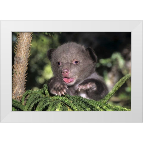 CA, Los Angeles Co, American black bear cub White Modern Wood Framed Art Print by Welling, Dave