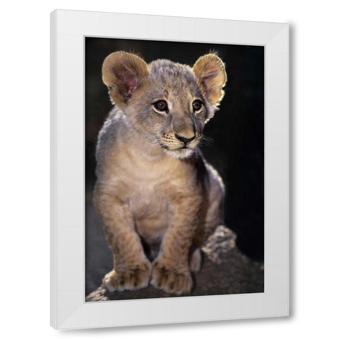 CA, Los Angeles Co, African lion cub on rock White Modern Wood Framed Art Print by Welling, Dave