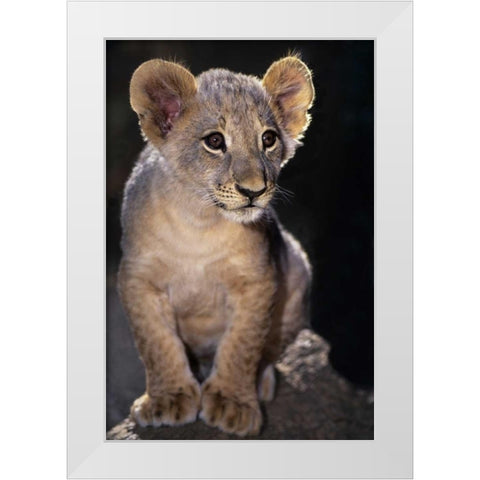 CA, Los Angeles Co, African lion cub on rock White Modern Wood Framed Art Print by Welling, Dave