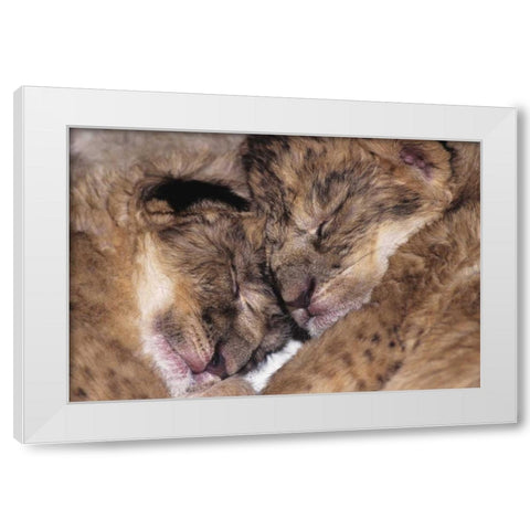 CA, Los Angeles Co, Two sleeping lion babies White Modern Wood Framed Art Print by Welling, Dave