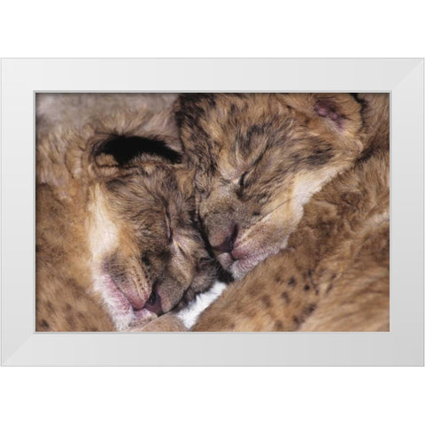 CA, Los Angeles Co, Two sleeping lion babies White Modern Wood Framed Art Print by Welling, Dave