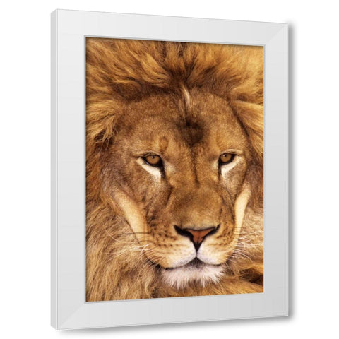 CA, Los Angeles Co, African lion male  White Modern Wood Framed Art Print by Welling, Dave