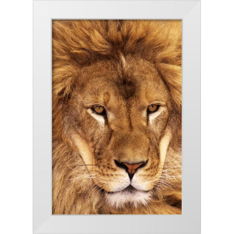 CA, Los Angeles Co, African lion male  White Modern Wood Framed Art Print by Welling, Dave