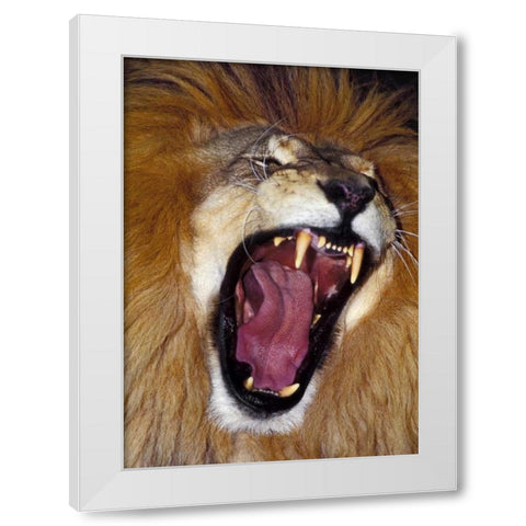 CA, Los Angeles Co, African lion male roaring White Modern Wood Framed Art Print by Welling, Dave