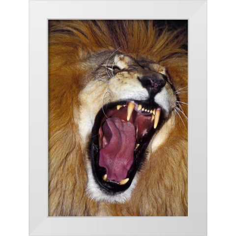 CA, Los Angeles Co, African lion male roaring White Modern Wood Framed Art Print by Welling, Dave