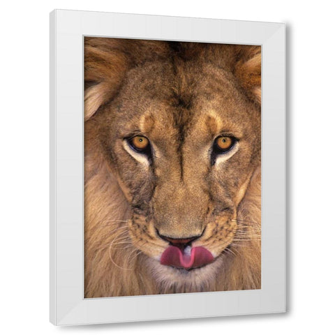 CA, Los Angeles Co, African lion with tongue out White Modern Wood Framed Art Print by Welling, Dave