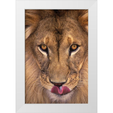 CA, Los Angeles Co, African lion with tongue out White Modern Wood Framed Art Print by Welling, Dave