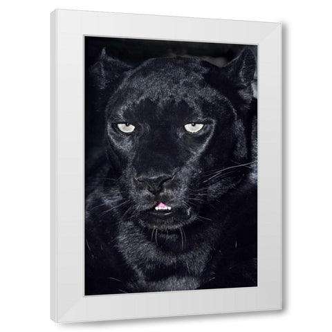 CA, Los Angeles, Portrait of black jaguar adult White Modern Wood Framed Art Print by Welling, Dave