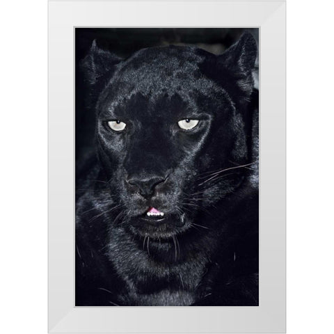 CA, Los Angeles, Portrait of black jaguar adult White Modern Wood Framed Art Print by Welling, Dave