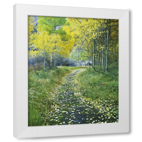 CA, Eastern Sierra Leaf-covered path into forest White Modern Wood Framed Art Print by Flaherty, Dennis