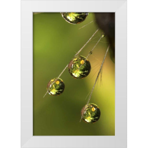 CA, San Diego Water droplets on a dandelion  White Modern Wood Framed Art Print by Talbot Frank, Christopher