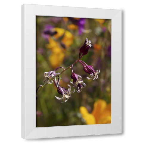 CA, San Diego flowers in Rattlesnake Canyon White Modern Wood Framed Art Print by Talbot Frank, Christopher