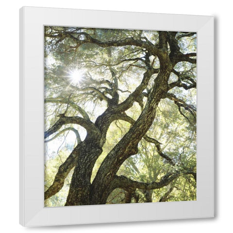 CA, San Diego Sunlight through a live oak tree White Modern Wood Framed Art Print by Talbot Frank, Christopher