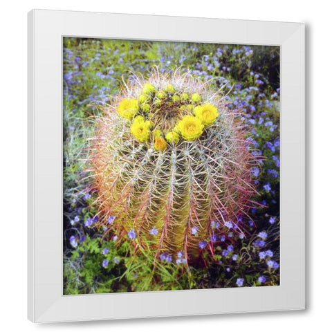 CA Blooming barrel cactus in Anza-Borrego Desert White Modern Wood Framed Art Print by Talbot Frank, Christopher