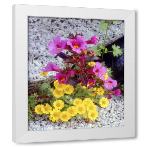 CA, Anza-Borrego Daisy and monkey flowers White Modern Wood Framed Art Print by Talbot Frank, Christopher