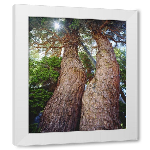 California, Sierra Nevada Red fir trees White Modern Wood Framed Art Print by Talbot Frank, Christopher