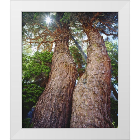 California, Sierra Nevada Red fir trees White Modern Wood Framed Art Print by Talbot Frank, Christopher
