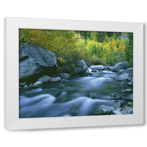 California Bishop Creek and aspens in autumn White Modern Wood Framed Art Print by Flaherty, Dennis