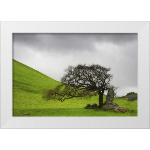 California An oak stands alone under clouds White Modern Wood Framed Art Print by Paulson, Don