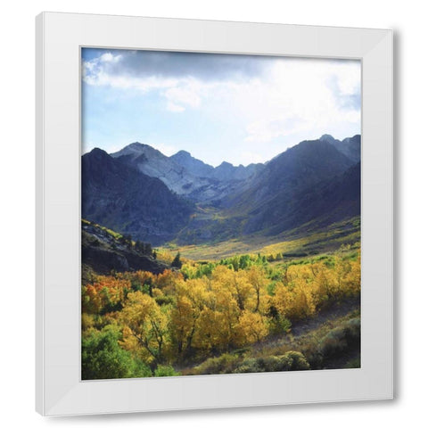 CA, Sierra NevadaÂ Autumn on trees in valley White Modern Wood Framed Art Print by Talbot Frank, Christopher