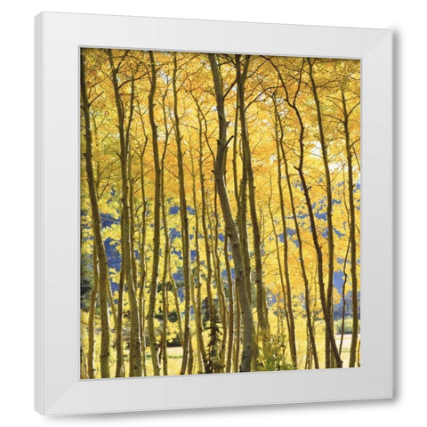 CA, Sierra Nevada Fall colors of aspen trees White Modern Wood Framed Art Print by Talbot Frank, Christopher