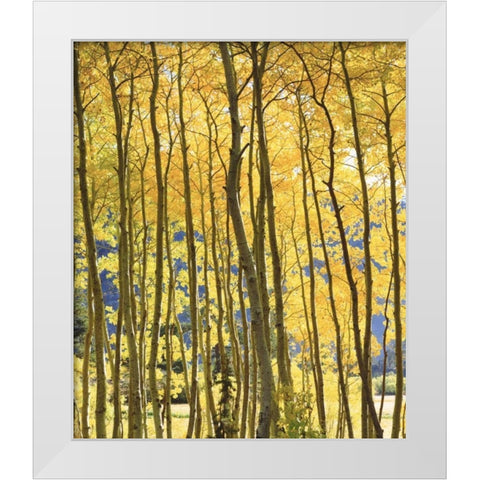 CA, Sierra Nevada Fall colors of aspen trees White Modern Wood Framed Art Print by Talbot Frank, Christopher