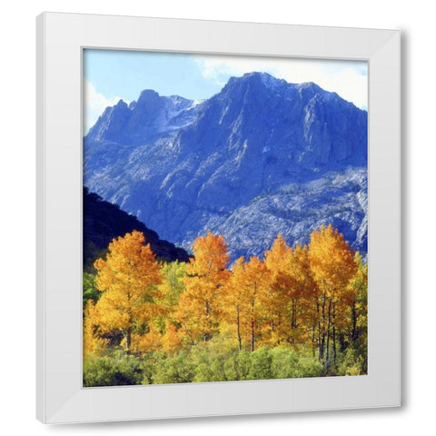CA, Sierra Nevada Autumn on trees in valley White Modern Wood Framed Art Print by Talbot Frank, Christopher