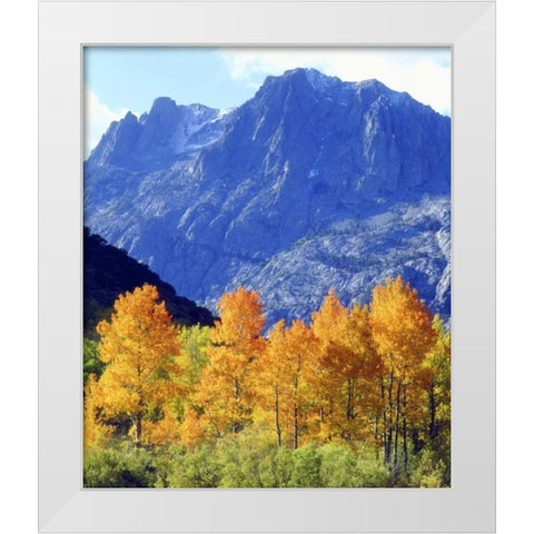 CA, Sierra Nevada Autumn on trees in valley White Modern Wood Framed Art Print by Talbot Frank, Christopher