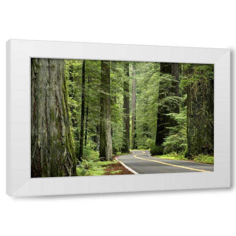 CA, Humboldt Redwoods SP, Avenue of the Giants White Modern Wood Framed Art Print by Paulson, Don