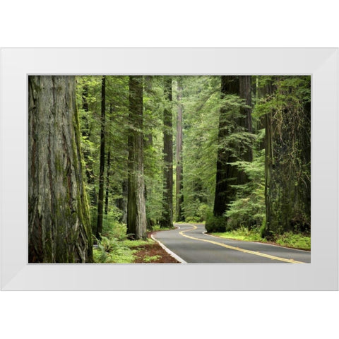 CA, Humboldt Redwoods SP, Avenue of the Giants White Modern Wood Framed Art Print by Paulson, Don