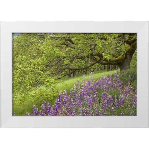 CA, Redwoods Lupines and and oak trees in spring White Modern Wood Framed Art Print by Paulson, Don