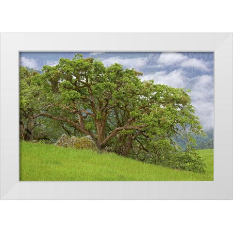 CA, Redwoods Large oak trees in mountain meadow White Modern Wood Framed Art Print by Paulson, Don